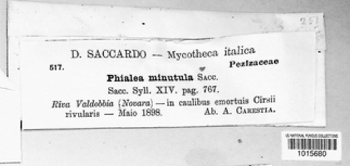 Phialea minutula image